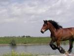 galop