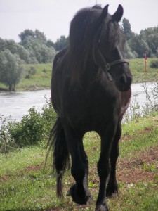 Mooi paard