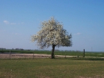 stoofpeer-in-bloei